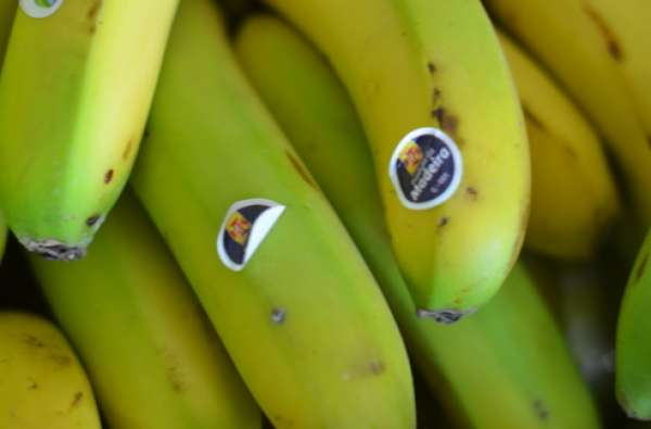 Banana Madeira Bio