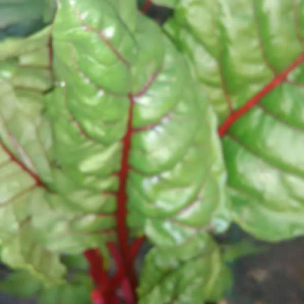 Acelga Bio, molho 250 gr. As folhas novas também se podem utilizar para preparar saladas; assim como os espinafres são ideais para saltear