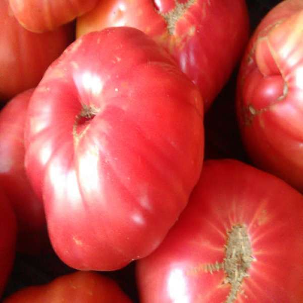 Tomate Rosa Bio, tomate carnudo, muito conhecido na zona do Algarve.