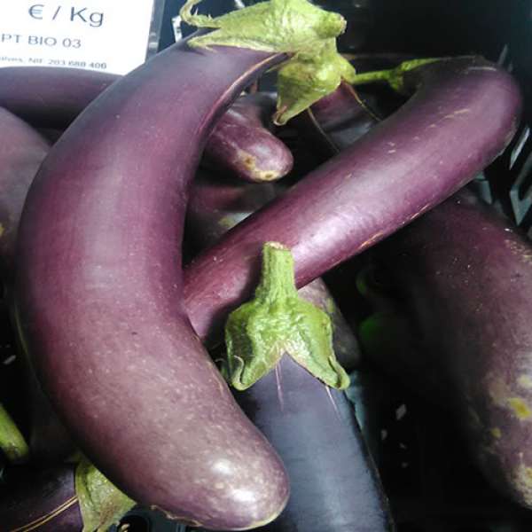 Beringela violeta Longa Bio. Esta variedade é optima para uso em assados e estufados, sendo cozinhada na sua totalidade.