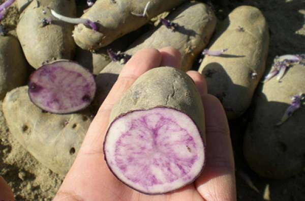 A batata violeta ou roxa é de cor púrpura escuro. Tem forma oval e tamanho médio / pequeno. Esta variedade é muito rica em nutrientes.