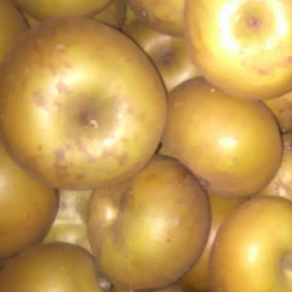 Maça Raineta parda Bio. A Reineta, originária de França, é uma das variedades de maçãs antigas e cultivadas neste país.