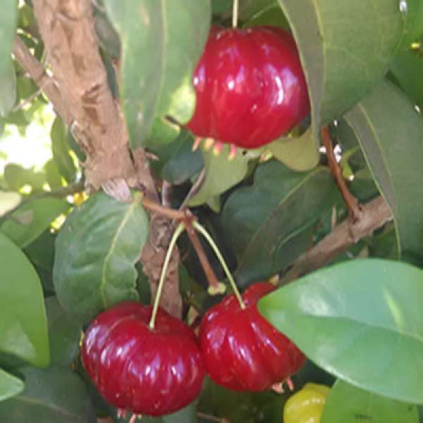 Nativa da Mata Atlântica do Brasil, a pitanga é uma fruta bem pequena, com sabor levemente azedo e de cor avermelhada / Amarela...