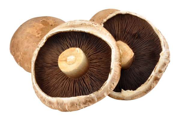 Cogumelos Portobello Bio