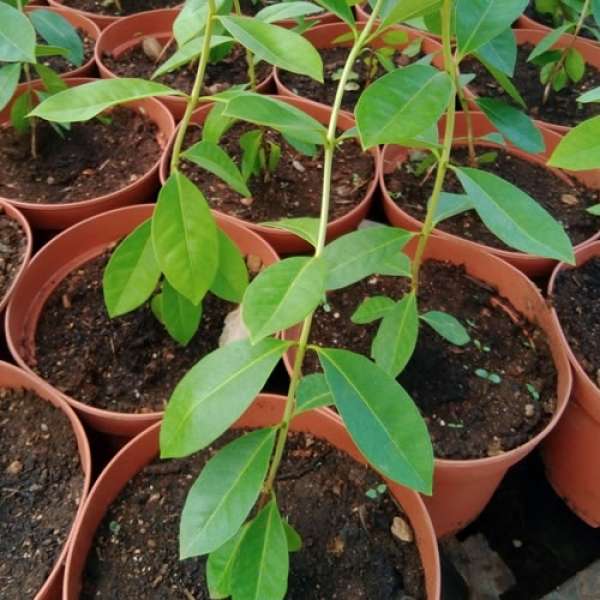 Planta Araçá Amarelo, Bio, V2,5