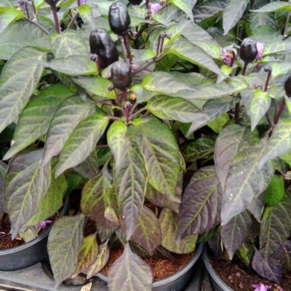 Planta Picante Black Olive, Bio, V1