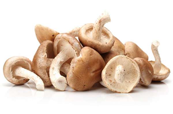 Cogumelos Shitake Bio , produzido em troncos segundo o Método de Produção Biológico. O cogumelo shitake é o preferido daqueles que buscam um cogumelo 