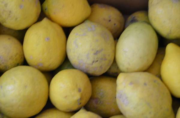 Limão Bio, vendido a granel. Produto de agricultura biológica , certificada.
