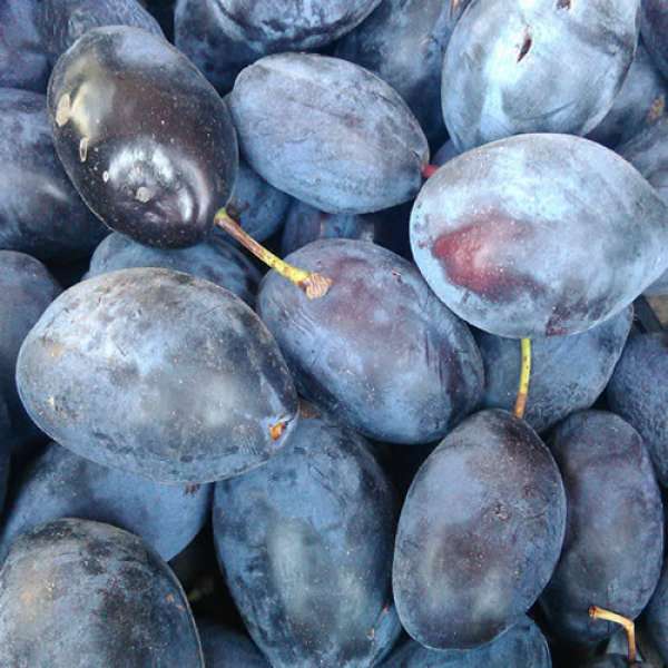 Abrunho, vendida a granel. Trata-se de uma baga pequena, menor que a ameixa e de cor azul negra. O sabor do abrunho é azedo nas variedades de abrunhei