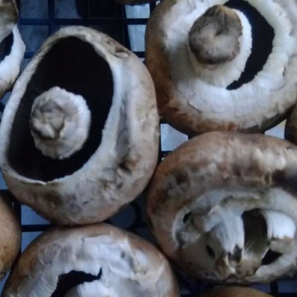 Cogumelos Marron Bio, de origem Nacional, produção Biológica Certificada (MPB) .