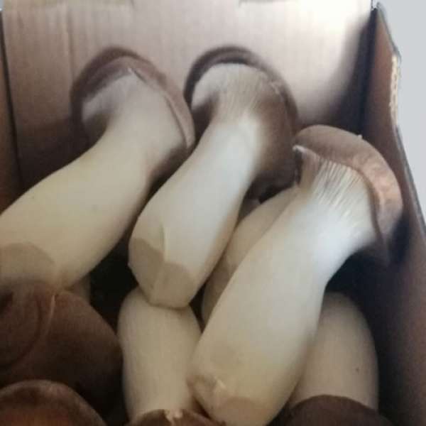 Cogumelo Eryngii Bio. Cogumelo de produção Biológica Certificada.