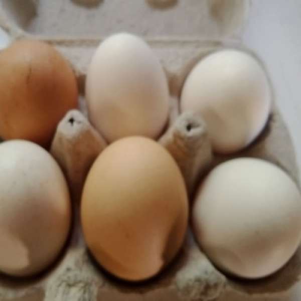 Embalagem com 6 Ovos, galinhas com acesso a pastagem do campo. Produto de agricultura tradicional / convencional.