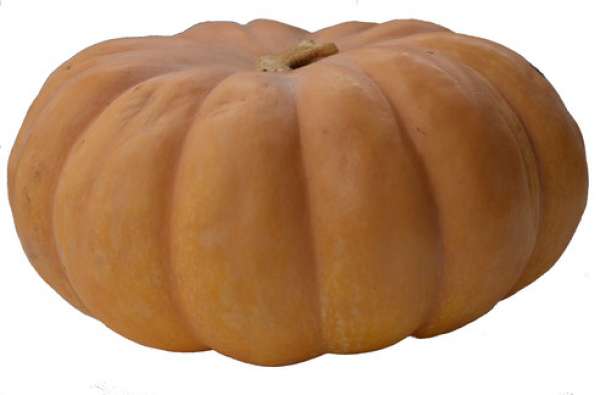 Abóbora Muscade de Provence Bio (semelhante à Menina, mas de cor mais alaranjada), sendo a sua época de Setembro a Março.