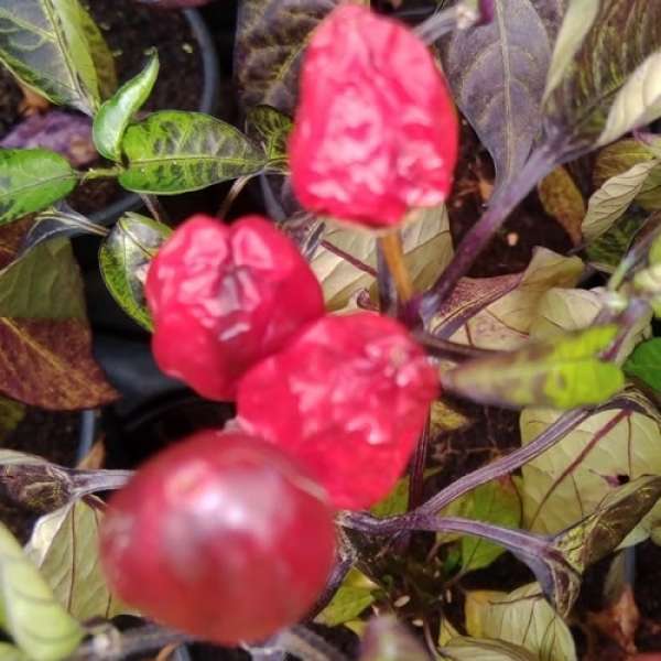 Pimentos Picantes Bio