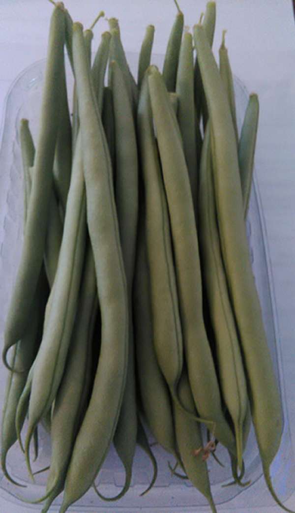 Feijão Verde Filé Bio